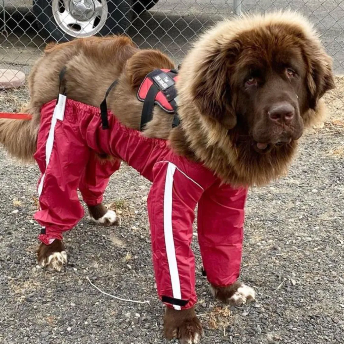 Bodyguard - Protective All-Weather Dog Pants