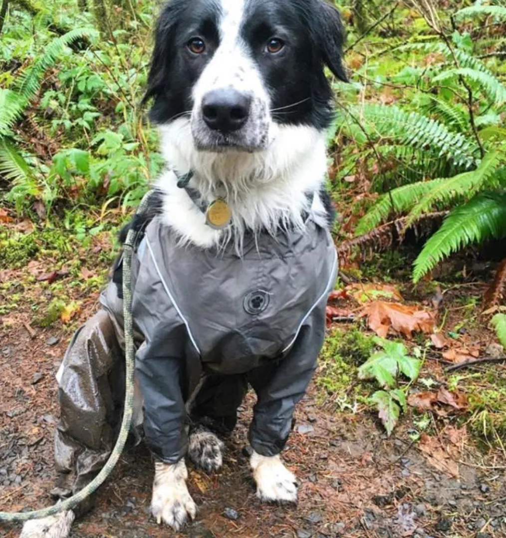 Bodyguard - Protective All-Weather Dog Pants