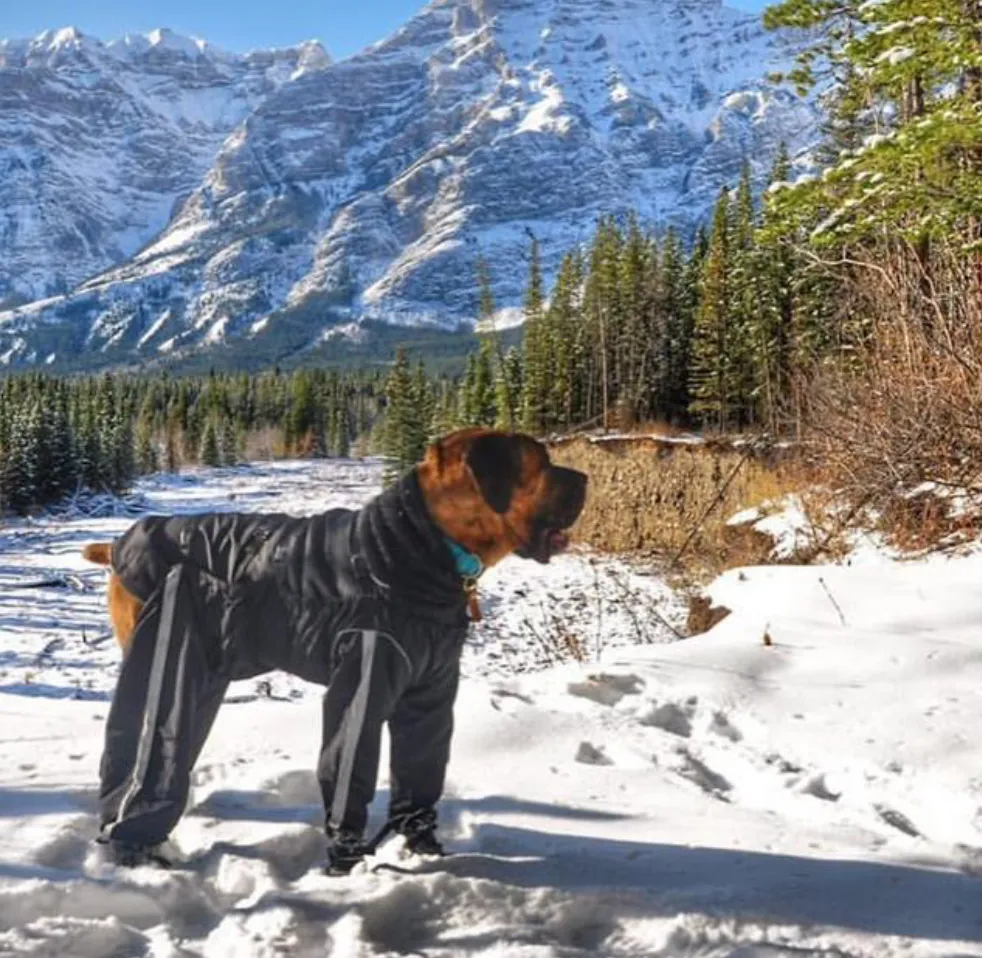 Bodyguard - Protective All-Weather Dog Pants