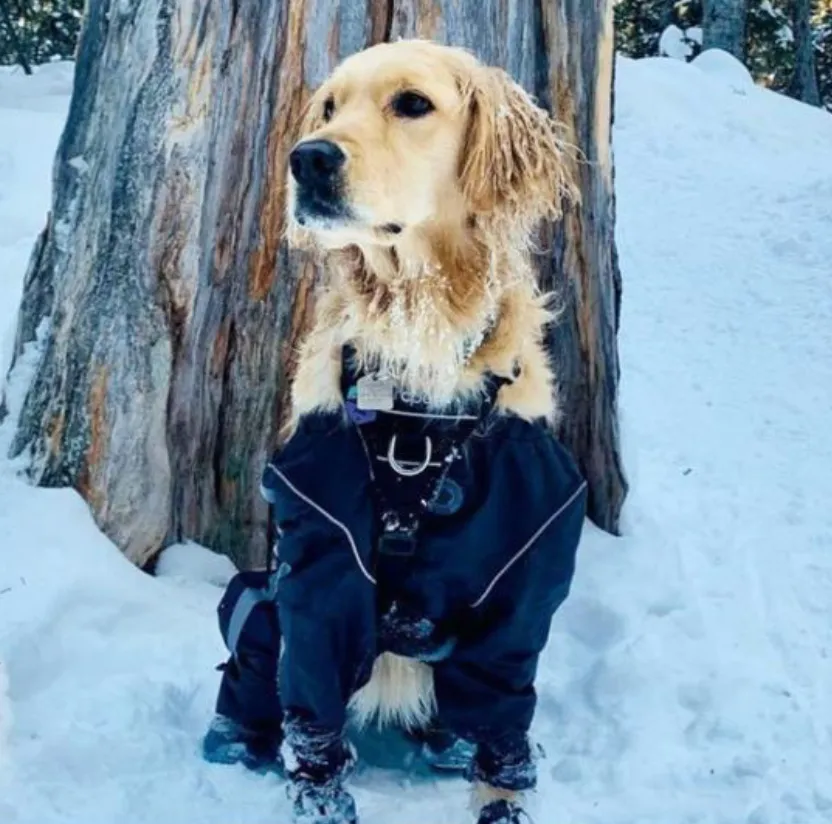Bodyguard - Protective All-Weather Dog Pants