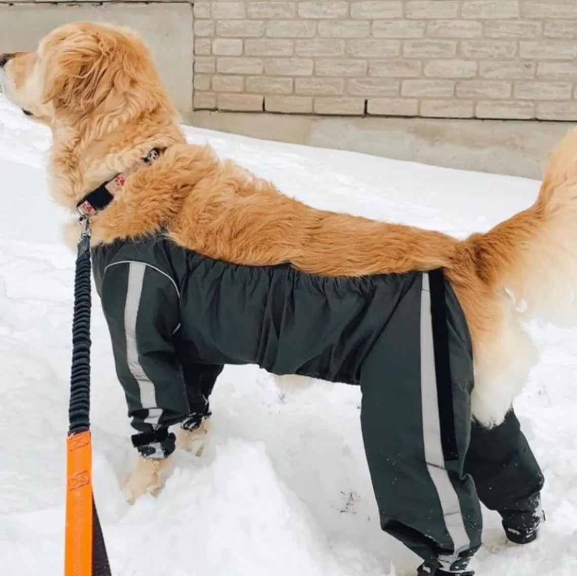 Bodyguard - Protective All-Weather Dog Pants