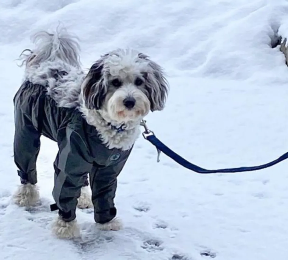 Bodyguard - Protective All-Weather Dog Pants