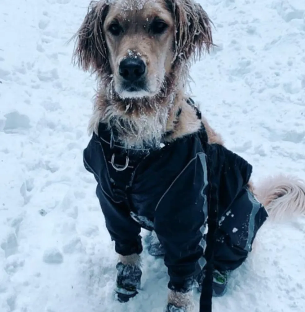 Bodyguard - Protective All-Weather Dog Pants